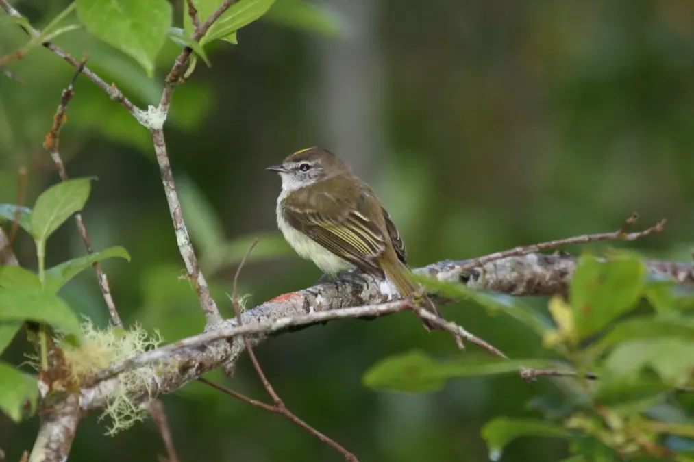 File:Myiopagis cotta.jpg