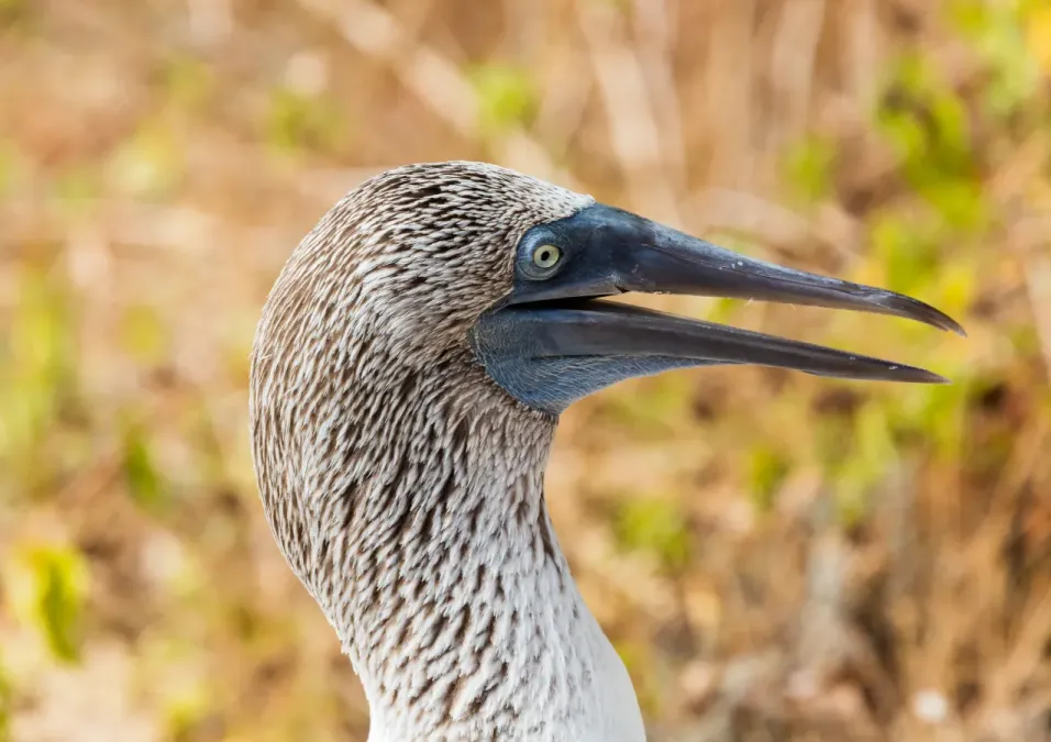 File:Piquero patiazul (Sula nebouxii), Punta Pitt, isla de San Cristóbal, islas Galápagos, Ecuador, 2015-07-24, DD 42.JPG