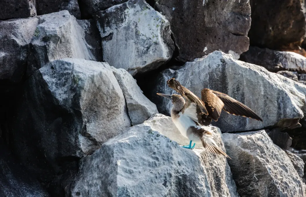 File:Piquero patiazul (Sula nebouxii), isla Santa Cruz, islas Galápagos, Ecuador, 2015-07-26, DD 43.JPG