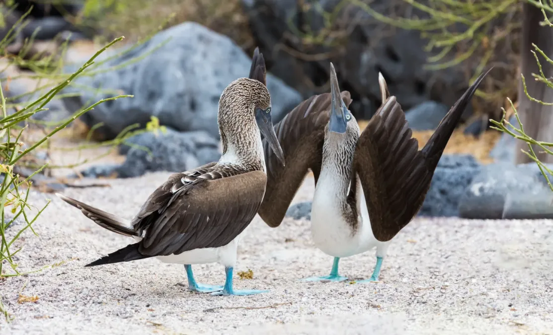 File:Piquero patiazul (Sula nebouxii), isla Lobos, islas Galápagos, Ecuador, 2015-07-25, DD 42.JPG