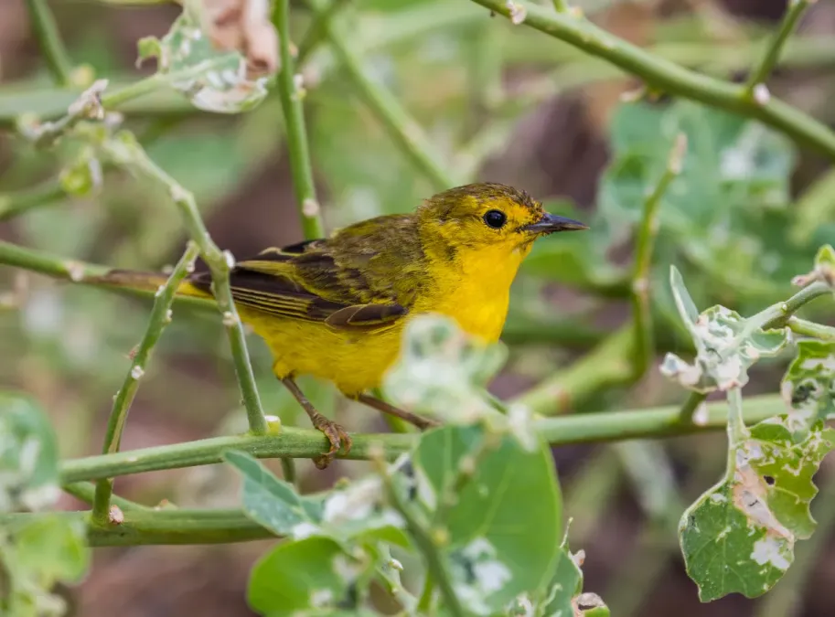 File:Reinita de manglar (Setophaga petechia), isla Lobos, islas Galápagos, Ecuador, 2015-07-25, DD 39.JPG