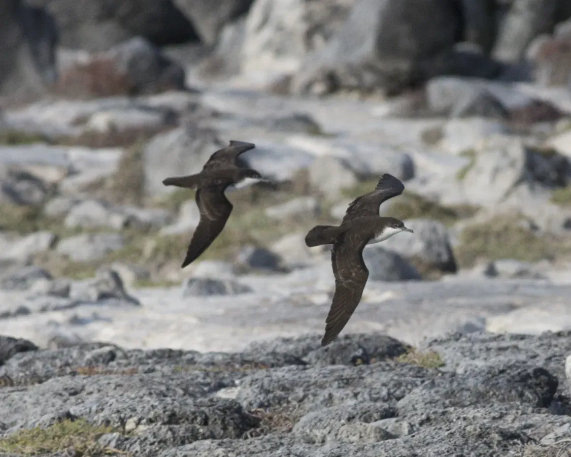 File:Galapagos Petrel (Pterodroma phaeopygia) (20668221365).jpg