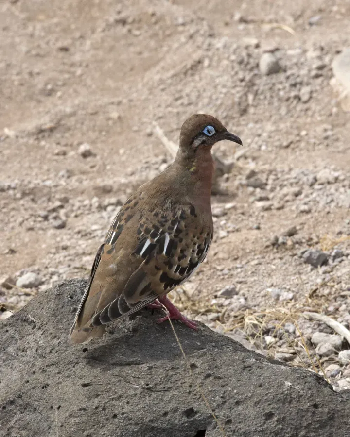 File:Galapagos Dove (Zenaida galapagoensis) (20330840138).jpg