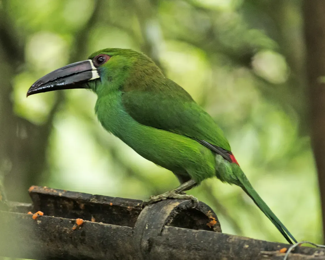 File:Crimson-rumped Toucanet (Aulacorhynchus haematopygus) (20089183563).jpg