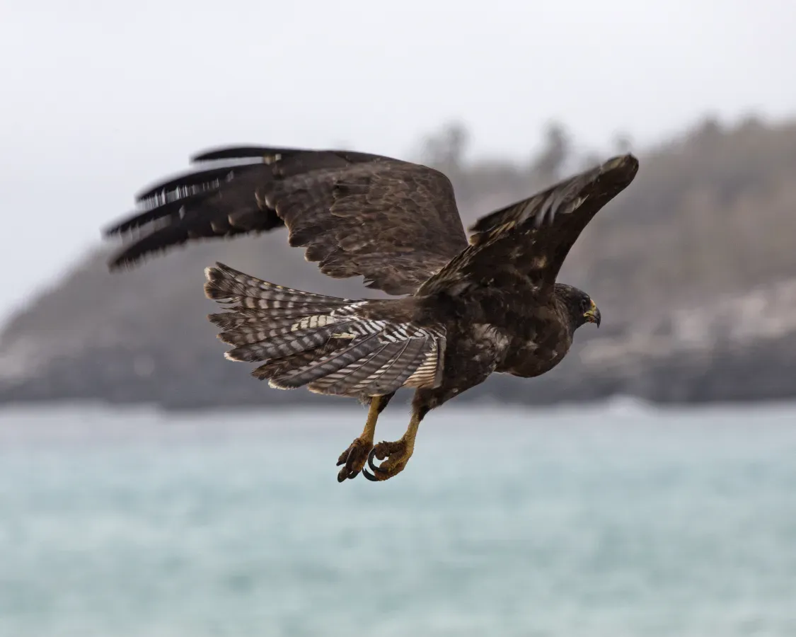 File:Galapagos Hawk (Buteo galapagoensis) (20332194999).jpg