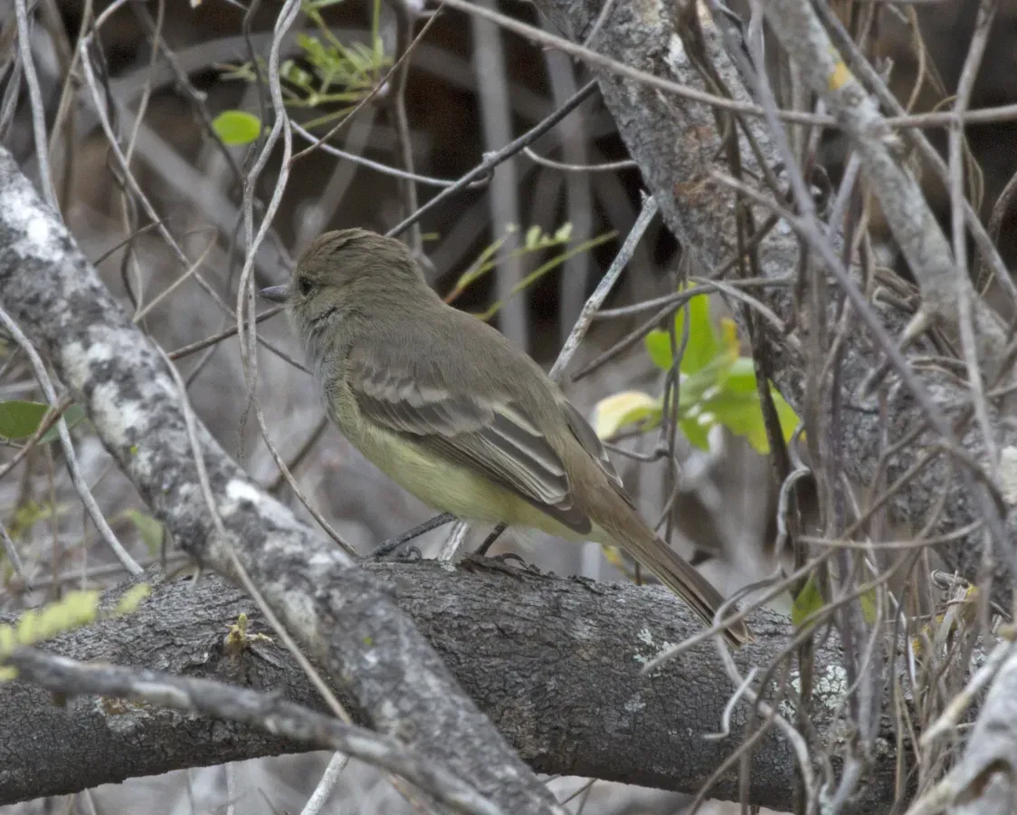 File:Galapagos Flycatcher (Myiarchus magnirostris) (20330784610).jpg