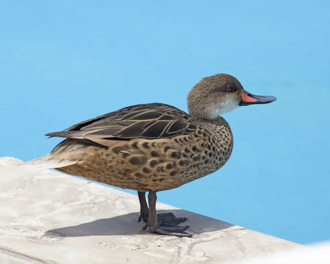 File:White-cheeked Pintail (Anas bahamensis galapagensis) (20275851798).jpg
