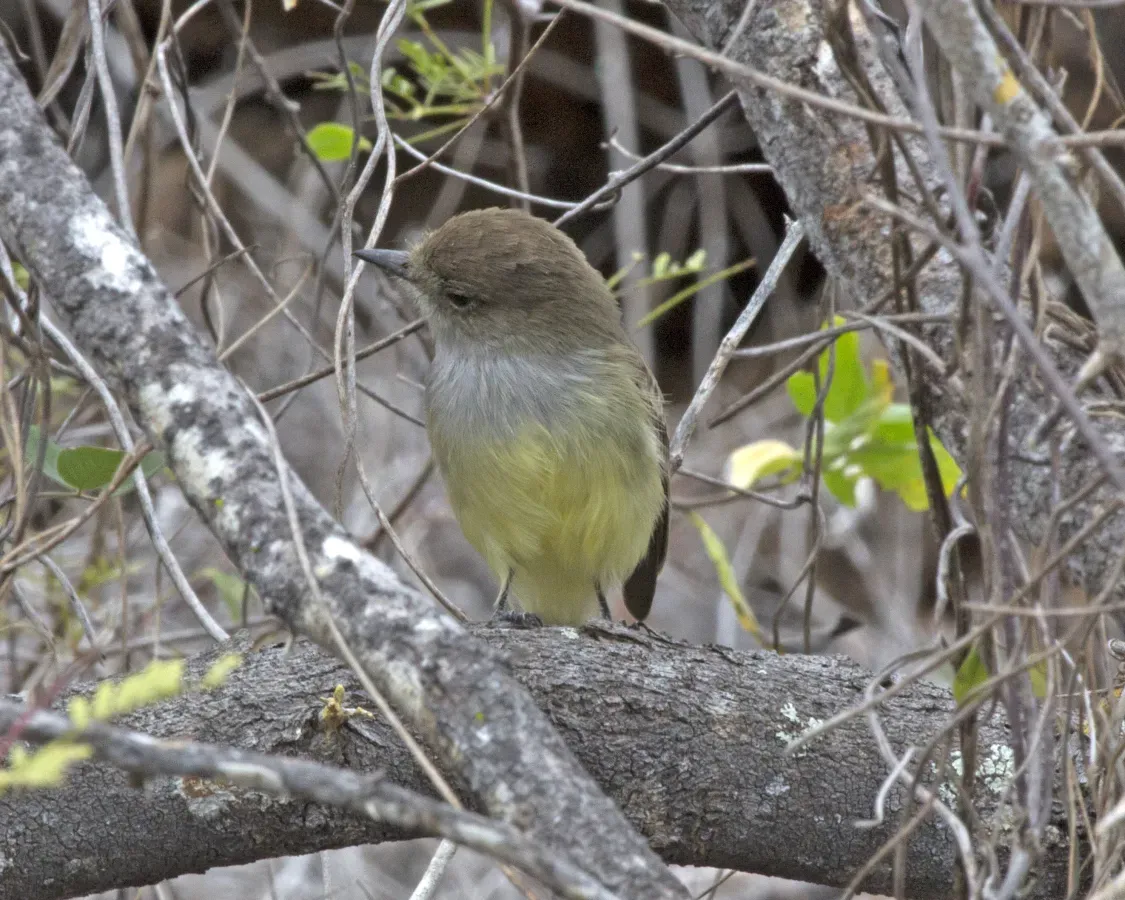 File:Galapagos Flycatcher (Myiarchus magnirostris) (20330841358).jpg