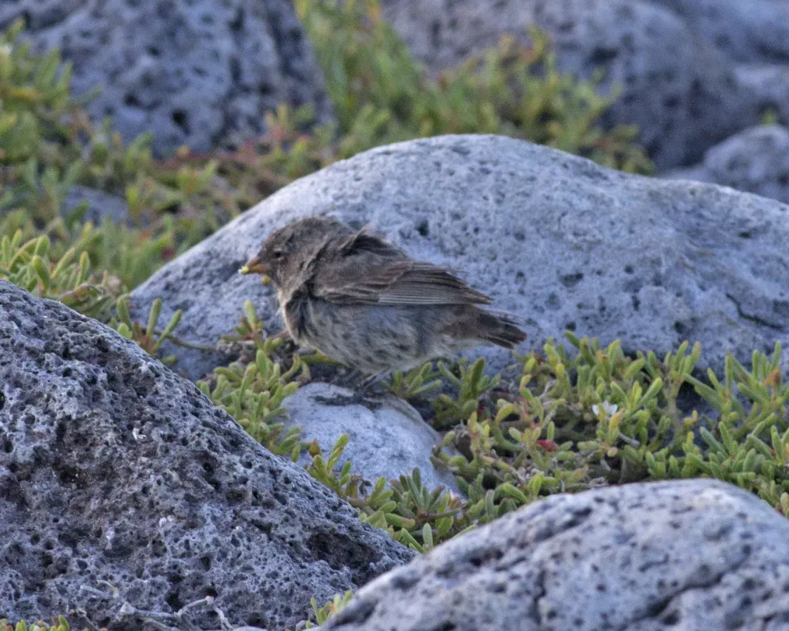 File:Common Cactus-finch - female (Geospiza scandens) (20047280963).jpg