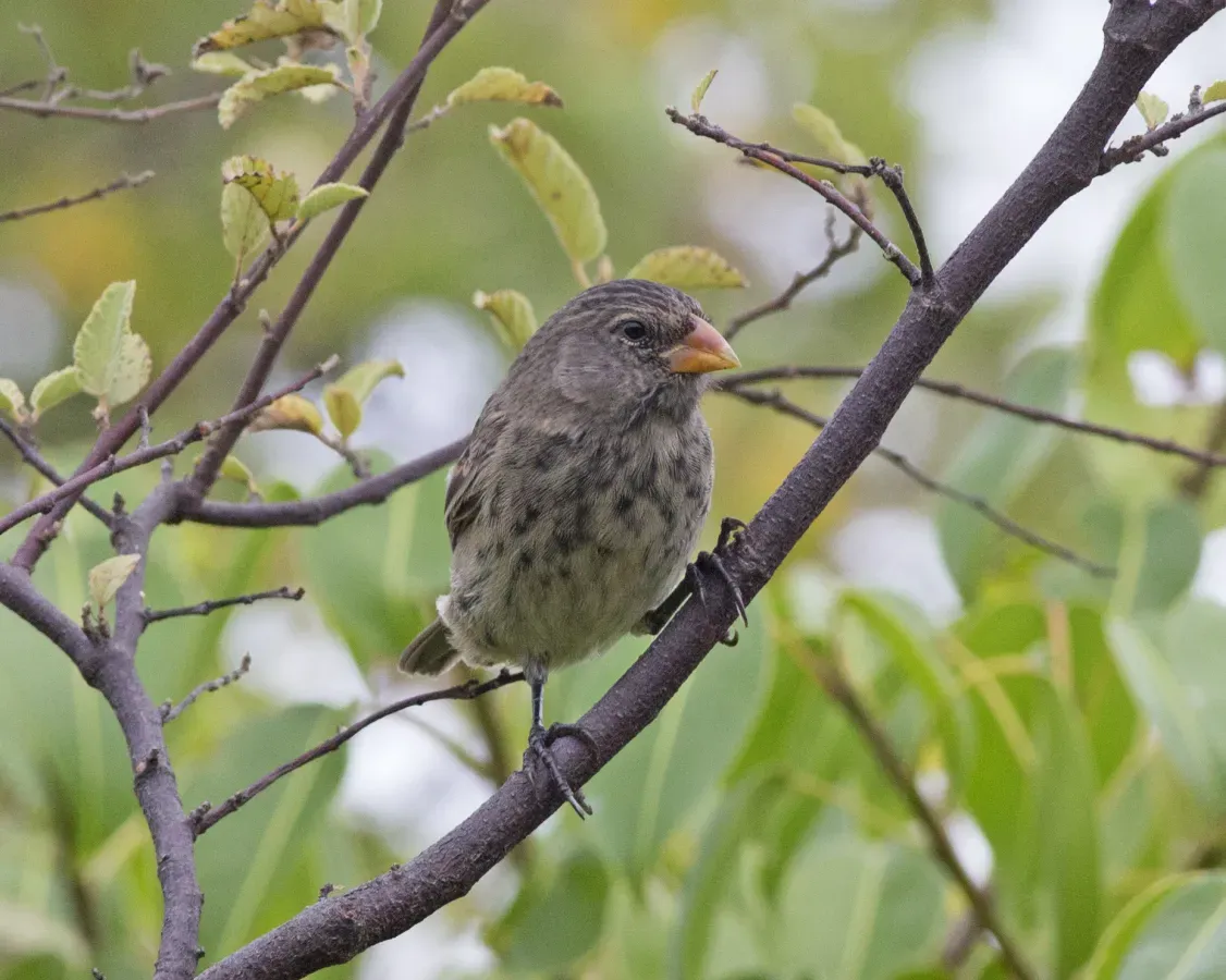 File:Vegetarian Finch (Platyspiza crassirostris) (20197260538).jpg