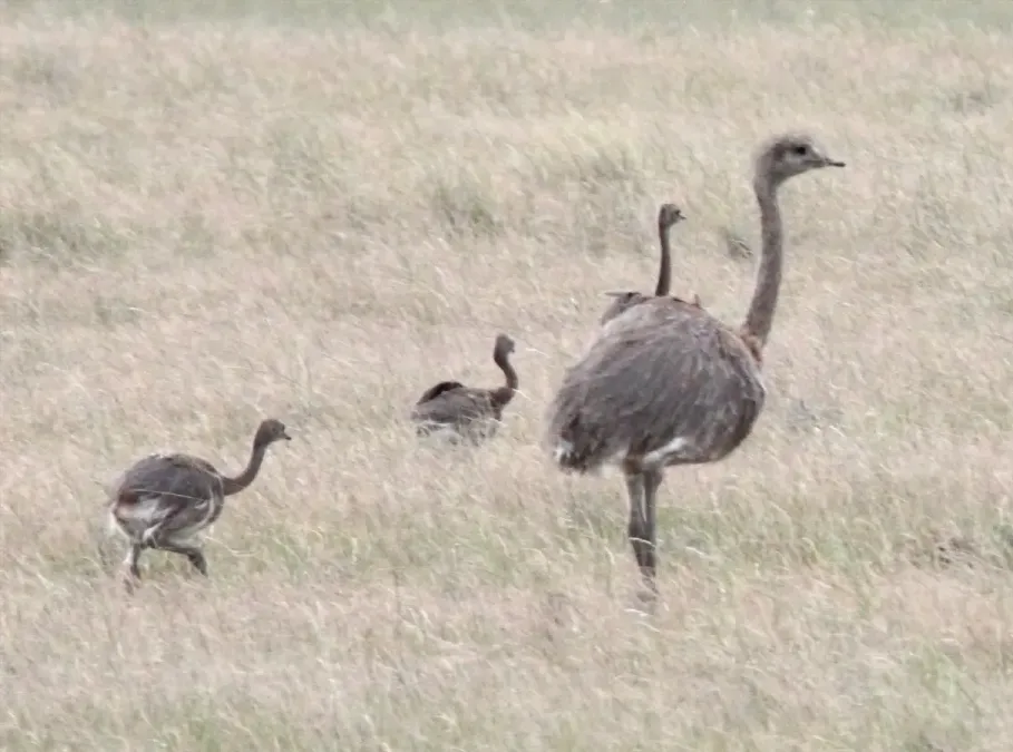 File:Lesser Rhea (Rhea pennata) (15955688685).jpg