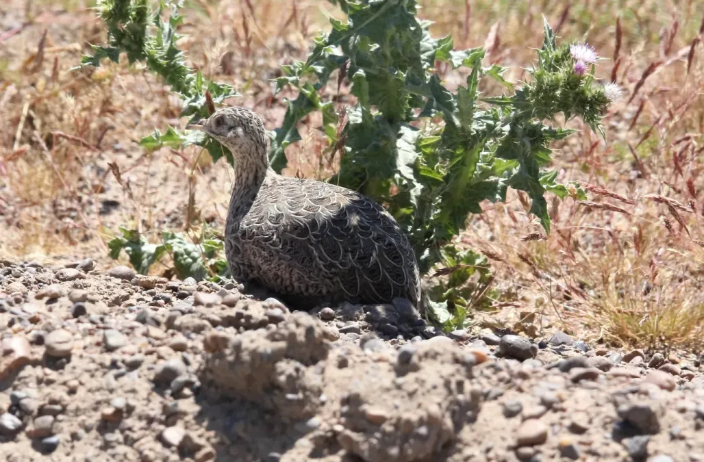 File:Darwin's Nothura (Nothura darwinii) (15955052752).jpg