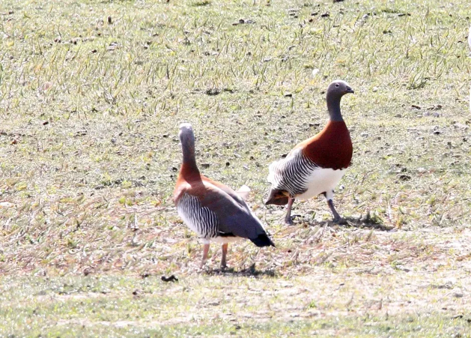 File:Ashy-headed Goose (Chloephaga poliocephala) (15768474950).jpg