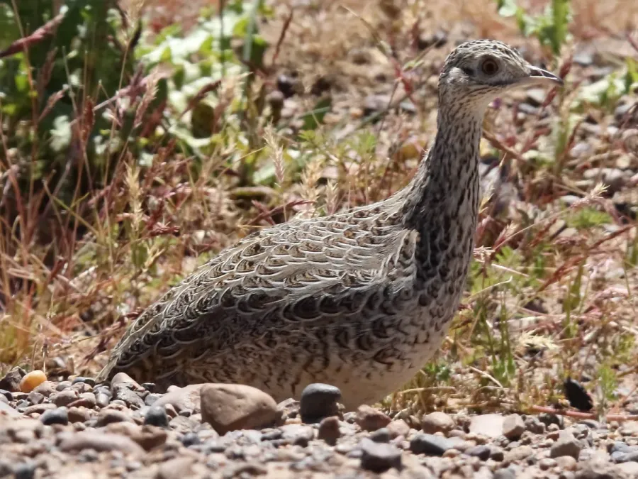 File:Darwin's Nothura (Nothura darwinii) (15955704825).jpg