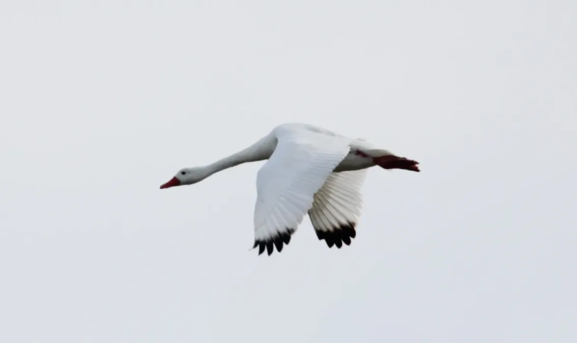 File:Coscoroba Swan (Coscoroba coscoroba) (15769721369).jpg