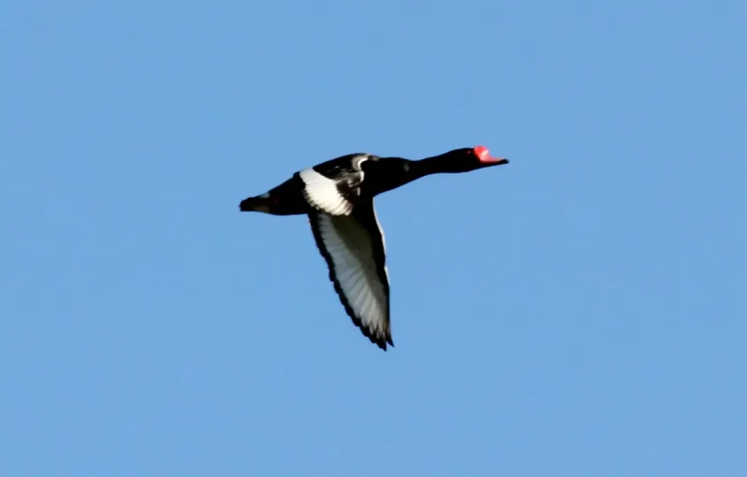 File:Rosy-billed Pochard (Netta peposaca) (15929956376).jpg