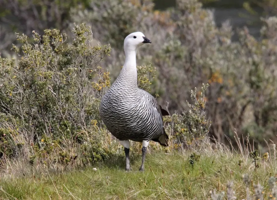 File:Upland Goose (Chloephaga picta) (15953816481).jpg