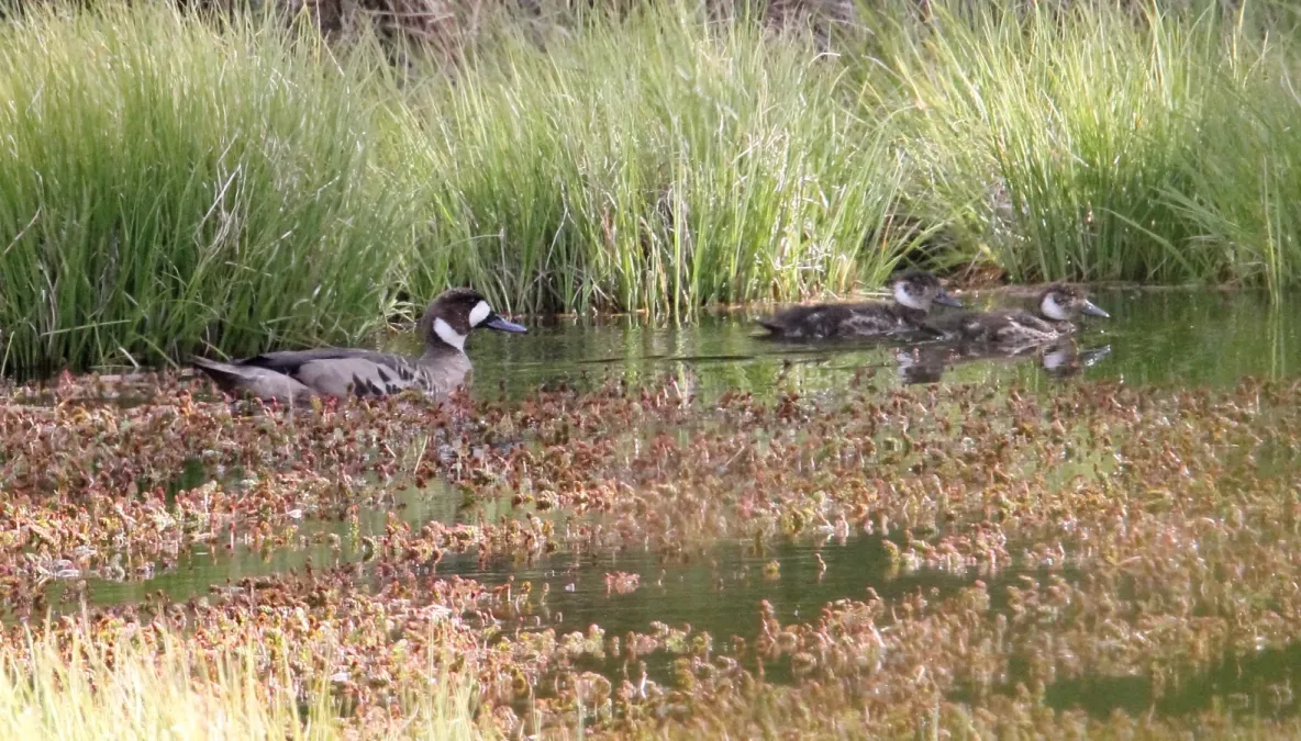 File:Spectacled Duck (Speculanas specularis) (15336139873).jpg