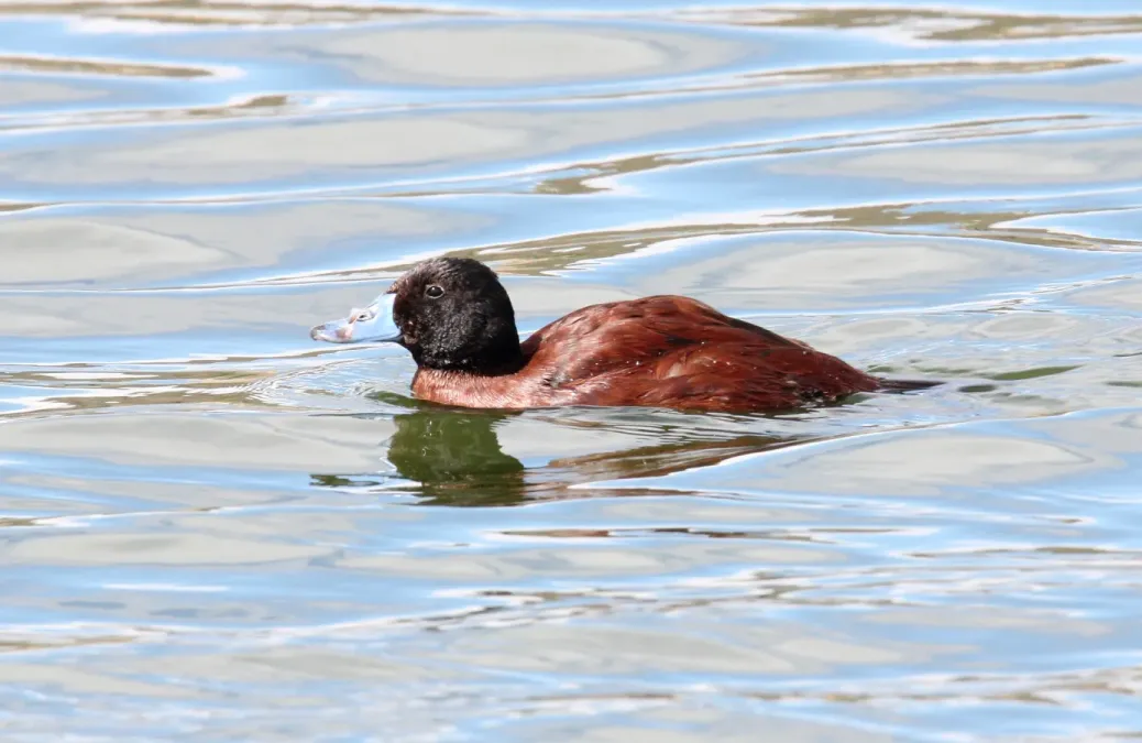 File:Lake Duck (Oxyura vittata) (15770041517).jpg