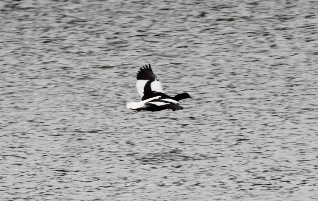File:Kelp Goose (Chloephaga hybrida) (15333508784).jpg