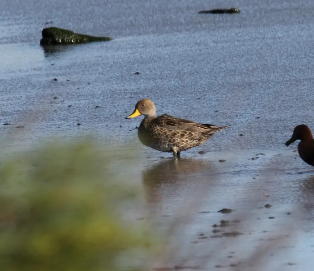 File:Yellow-billed Pintail (Anas georgica) (15336117693).jpg