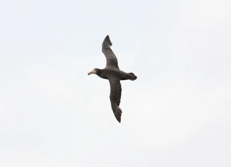 File:Northern Giant Petrel (Macronectes halli) (15930086146).jpg