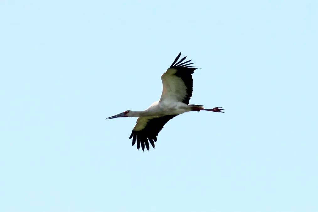 File:Maguari Stork (Ciconia maguari) (15333650964).jpg