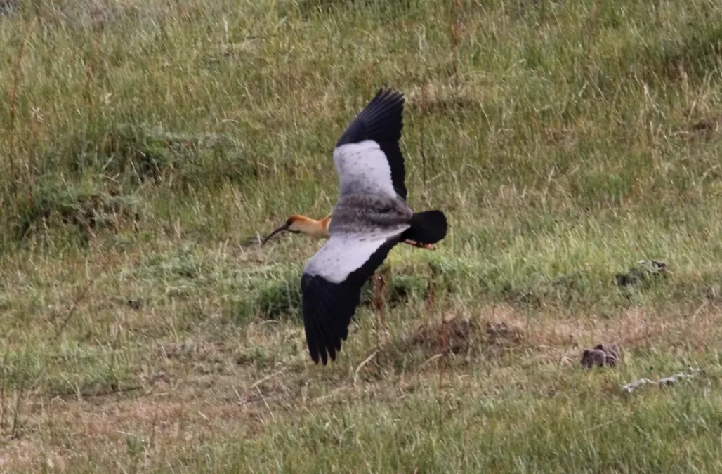 File:Black-faced Ibis (Theristicus melanopis) (15339295333).jpg