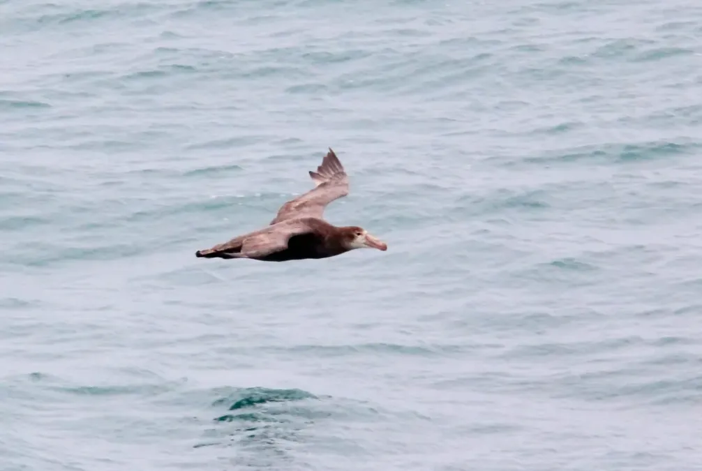 File:Northern Giant Petrel (Macronectes halli) (15336248573).jpg