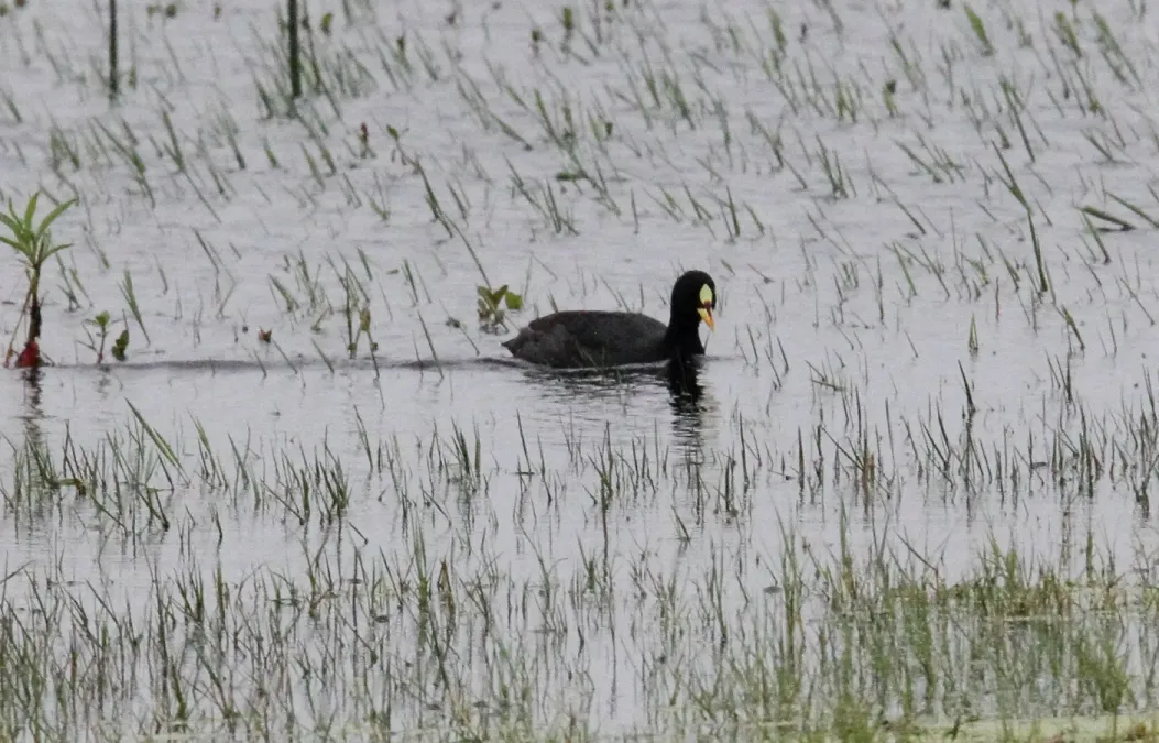 File:Red-gartered Coot (Fulica armillata) (15771704330).jpg