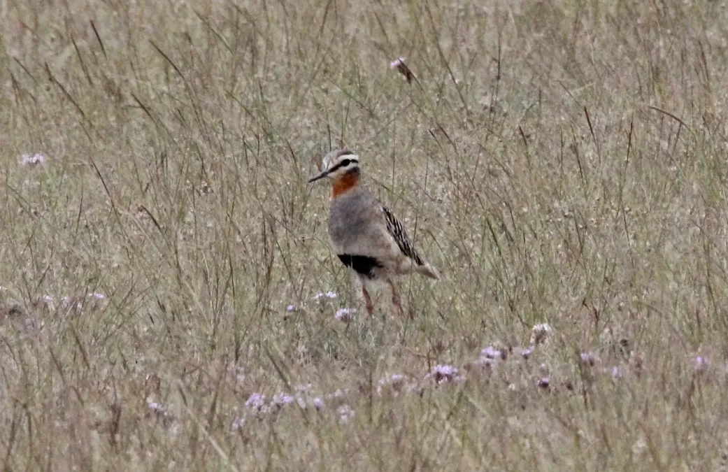 File:Tawny-throated Dotterel Oreopholus ruficollis) (15336764294).jpg