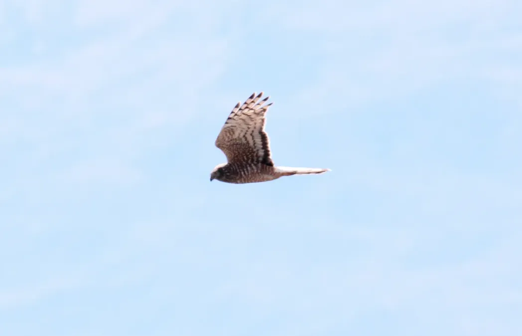 File:Cinereous Harrier (Circus cinereus) (15958979215).jpg
