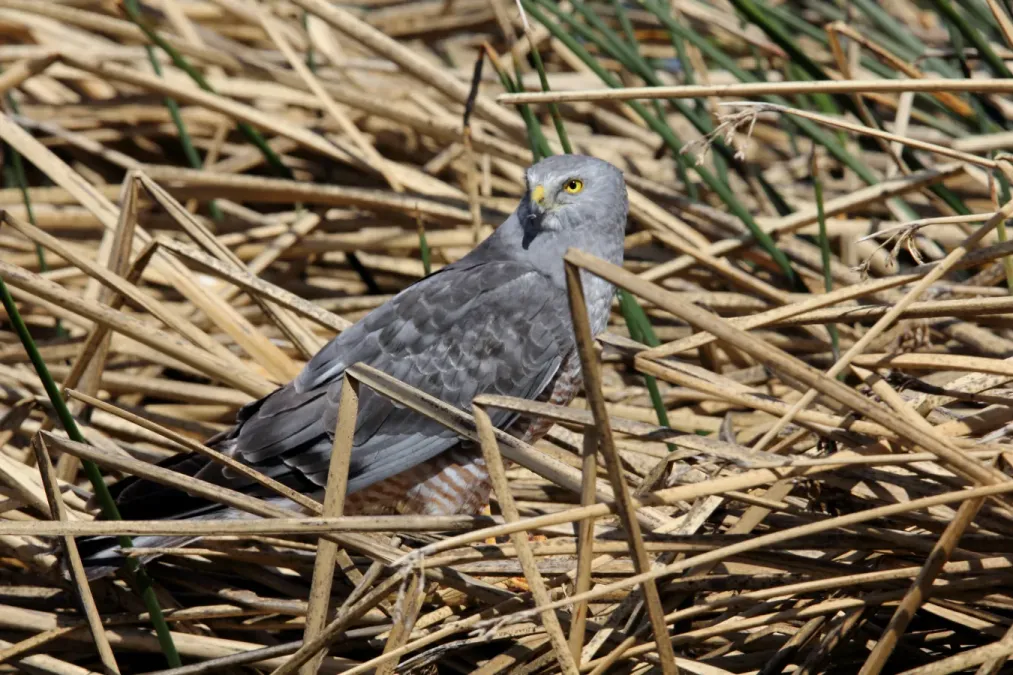 File:Cinereous Harrier (Circus cinereus) (15771717750).jpg
