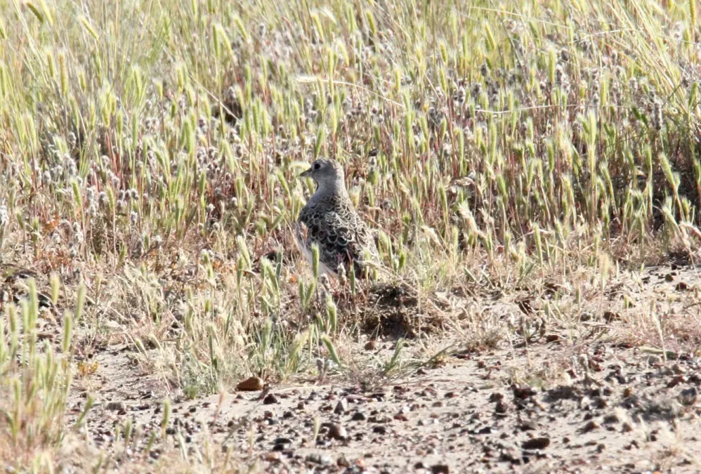 File:Least Seedsnipe (Thinocorus rumicivorus) (15773312427).jpg
