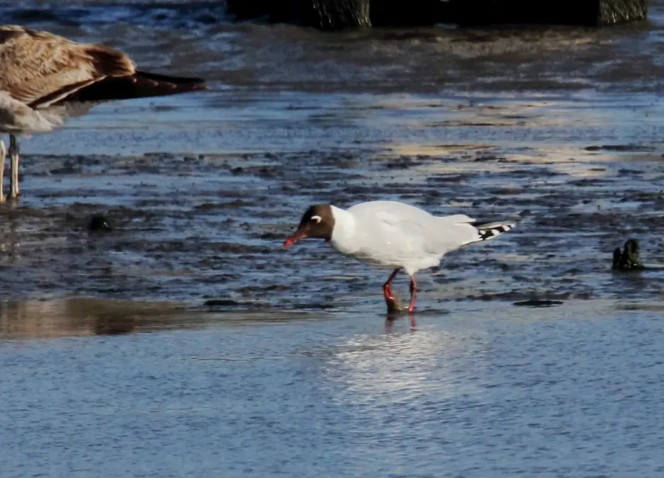 File:Brown-hooded Gull (Chroicocephalus maculipennis) (15771914400).jpg