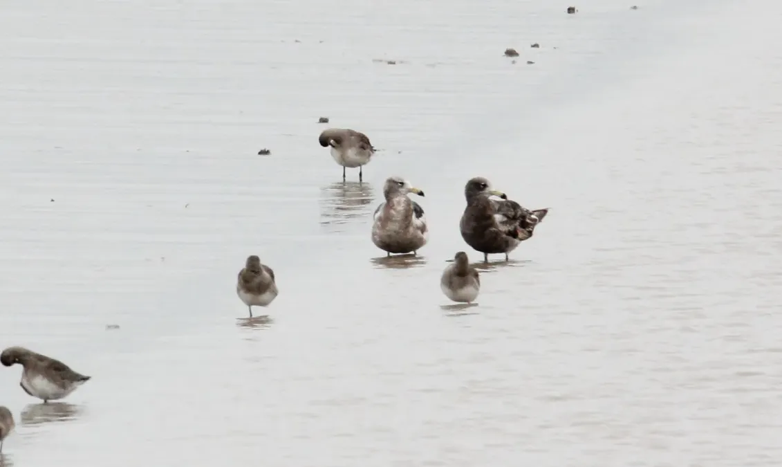 File:Olrog's Gull (Larus atlanticus) (15957215161).jpg