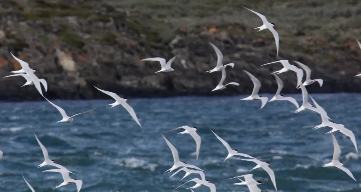 File:South American Tern (Sterna hirundinacea) (15339572653).jpg