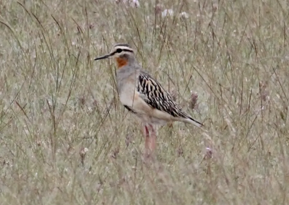 File:Tawny-throated Dotterel (Oreopholus ruficollis) (15773316437).jpg