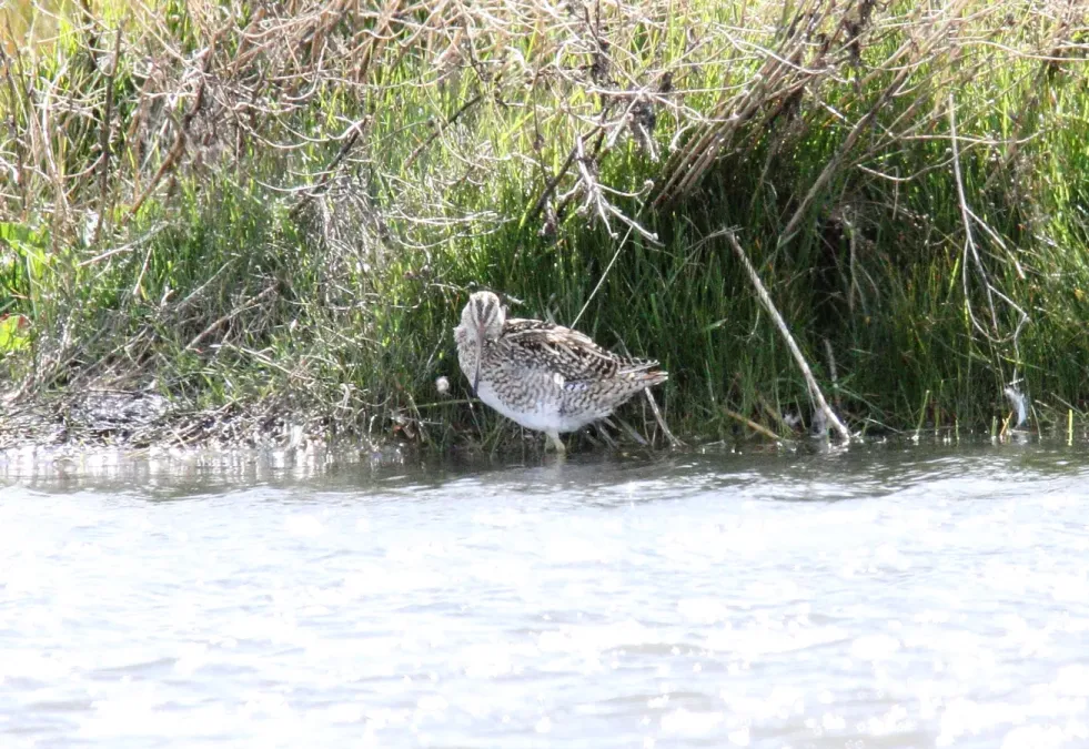 File:Magellanic Snipe (Gallinago magellanica), southern Argentina (15773327827).jpg
