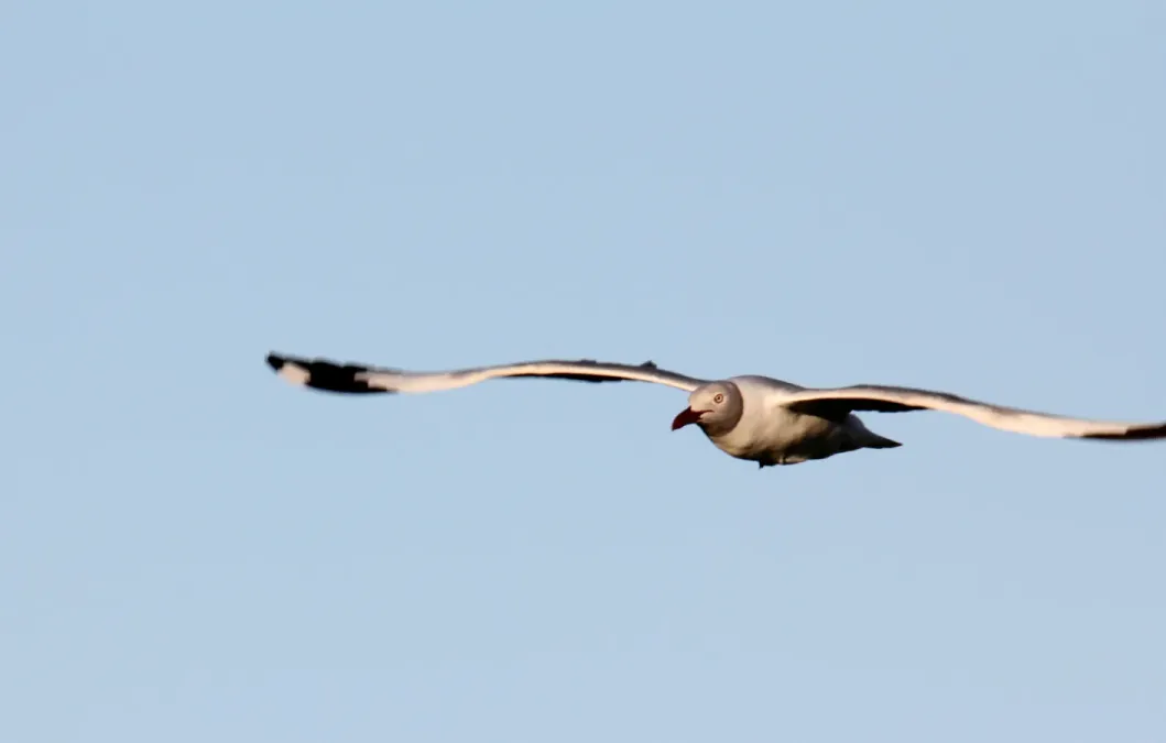 File:Grey-headed Gull (Chroicocephalus cirrocephalus), southern Argentina (15958535022).jpg