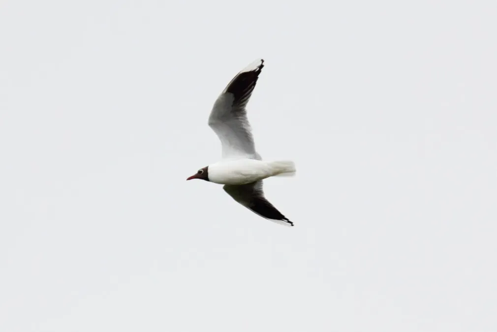 File:Brown-hooded Gull (Chroicocephalus maculipennis) (15773156369).jpg