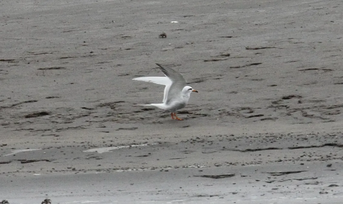 File:Snowy-crowned Tern (Sterna trudeaui) (15957212531).jpg