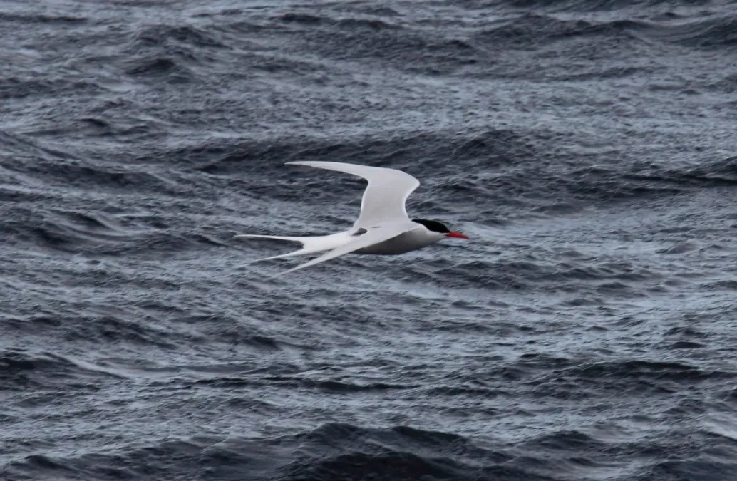File:South American Tern (Sterna hirundinacea) (15959193685).jpg