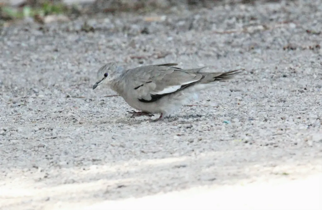 File:Picui Ground-Dove (Columbina picui) (15774034549).jpg