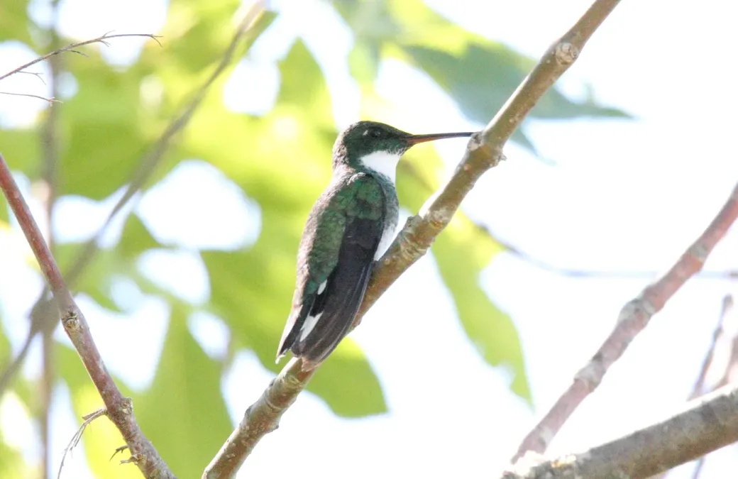 File:White-throated Hummingbird (Leucochloris albicollis) (15958042021).jpg