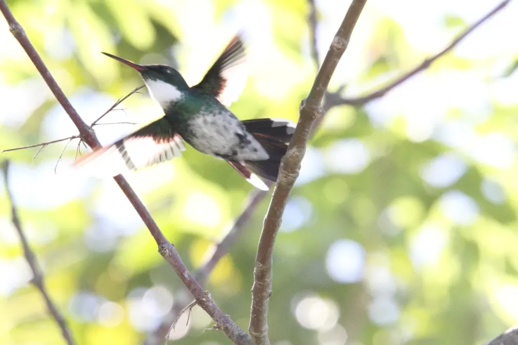 File:White-throated Hummingbird (Leucochloris albicollis) (15774011129).jpg