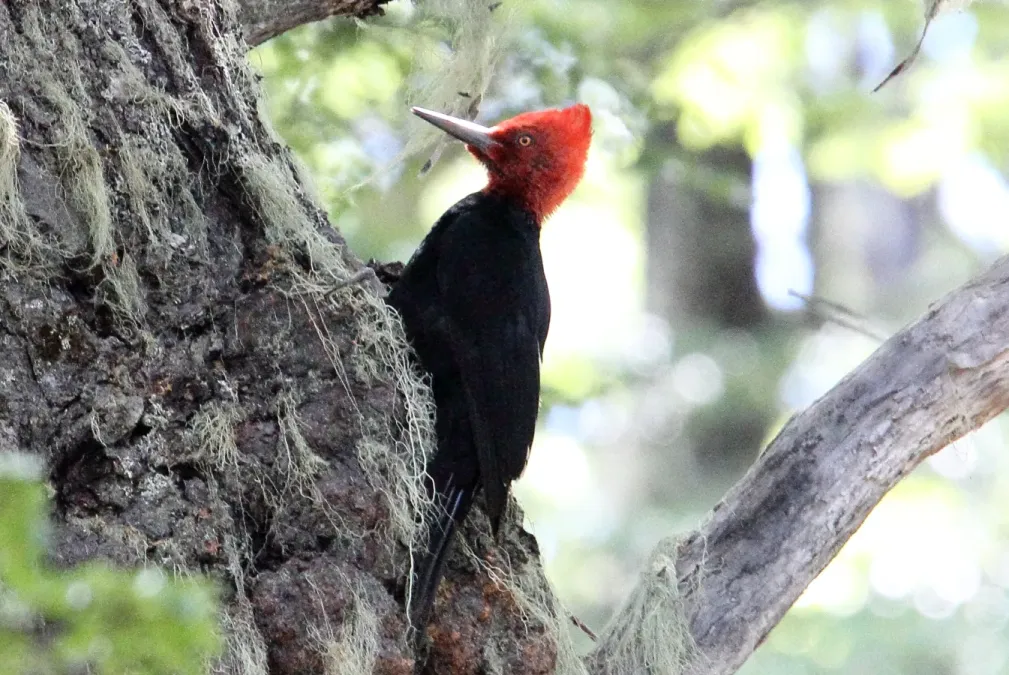 File:Magellanic Woodpecker (Campephilus magellanicus) (15959514362).jpg