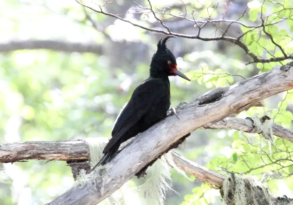 File:Magellanic Woodpecker (Campephilus magellanicus) (15774449867).jpg