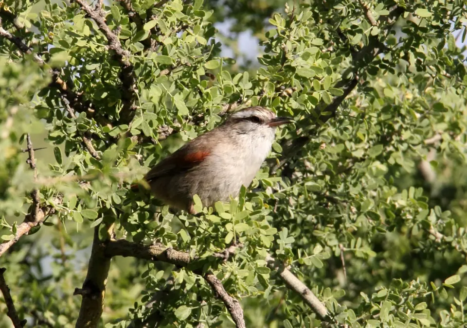 File:Stripe-crowned Spinetail (Cranioleuca pyrrhophia) (15774695687).jpg