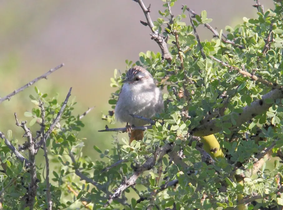 File:Stripe-crowned Spinetail (Cranioleuca pyrrhophia) (15774398249).jpg